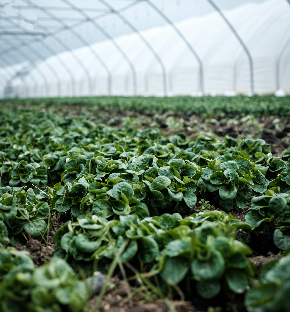 sri-lankan-agriculture